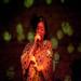 minipli | metz | trinitaires | 2009-02-10